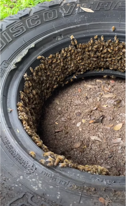 Bee removal cut out from a tire by Santa Barbara Hives