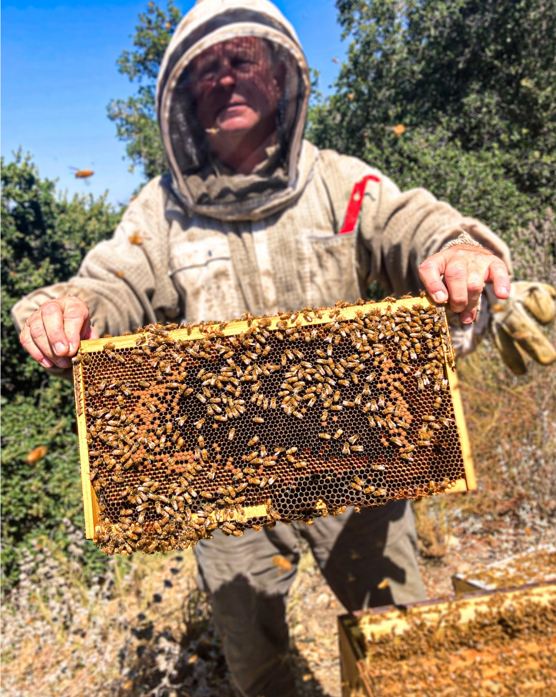 Santa Barbara Hives Beekeeper Pat Carroll