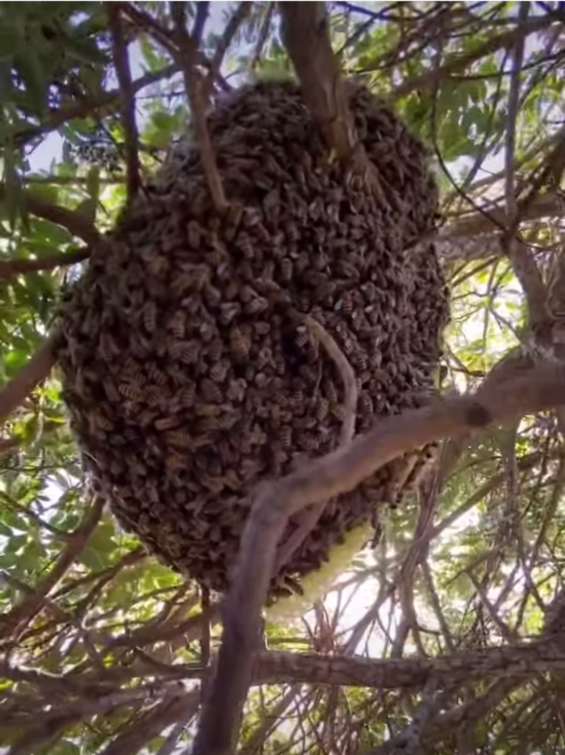 Santa Barbara bee rescue on the Mesa by Santa Barbara Hives