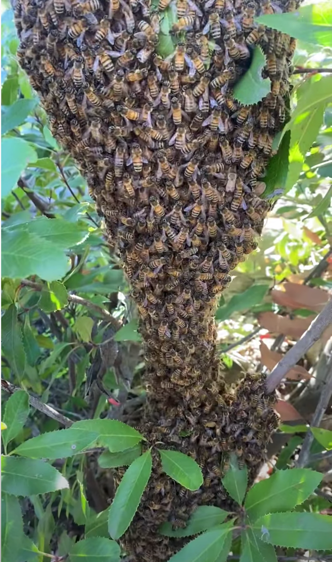 Super bee swarm in a bush in Santa Barbara rescued by Santa Barbara Hives!