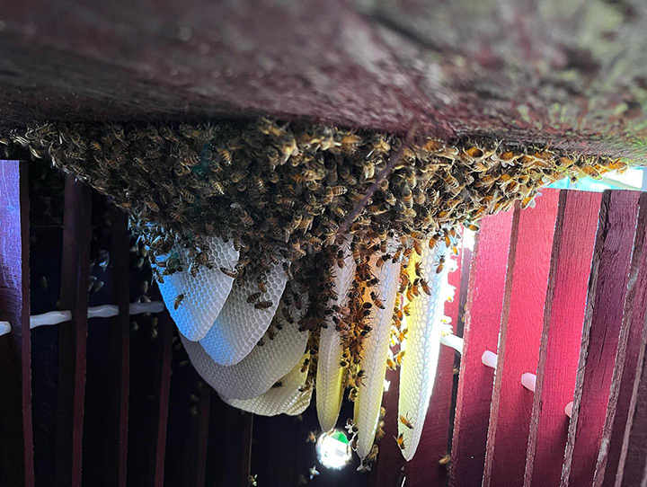 Santa Barbara Hives Bee Swarm Rescue