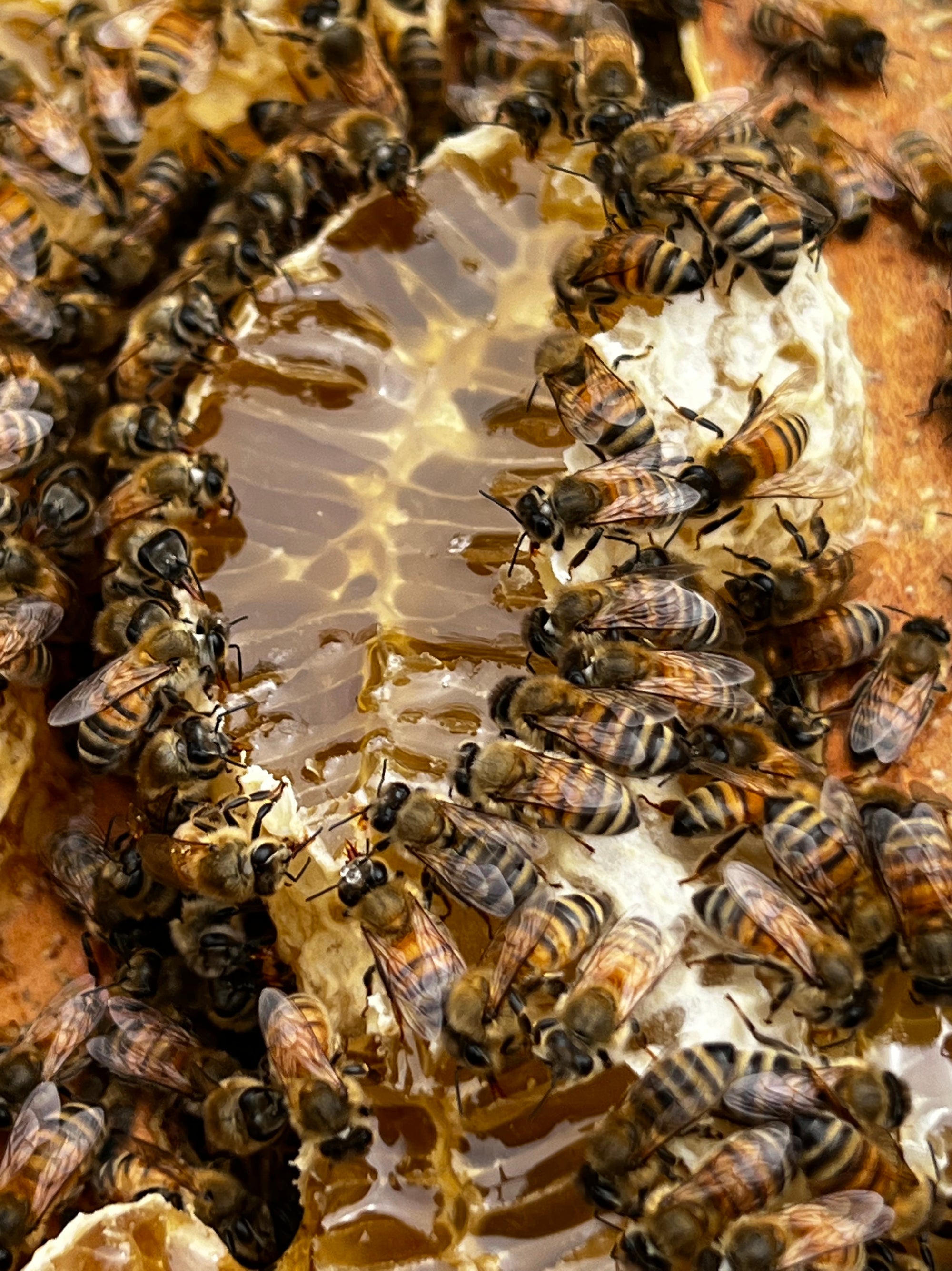 2025 First Round Nuc (May delivery)